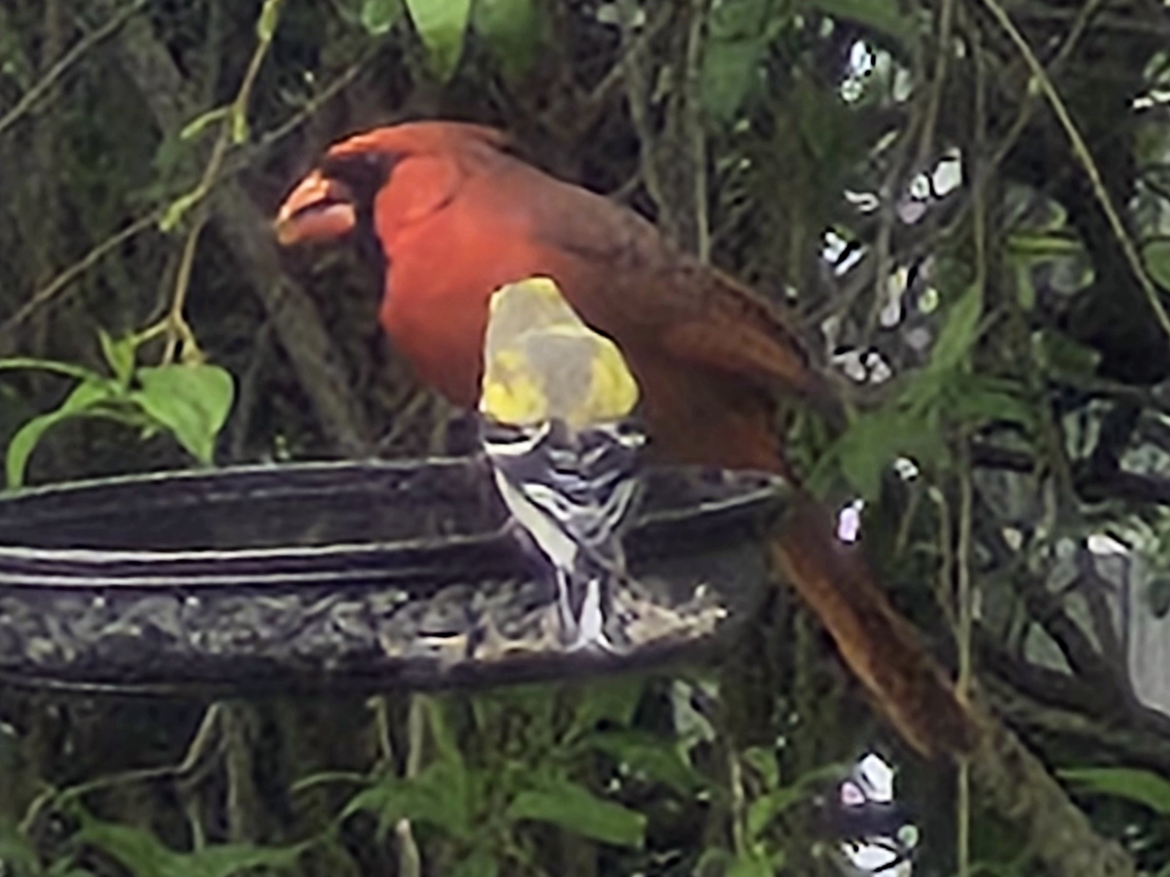 Photographer Nancy Stauch of West Wyoming spotted this cardinal and...
