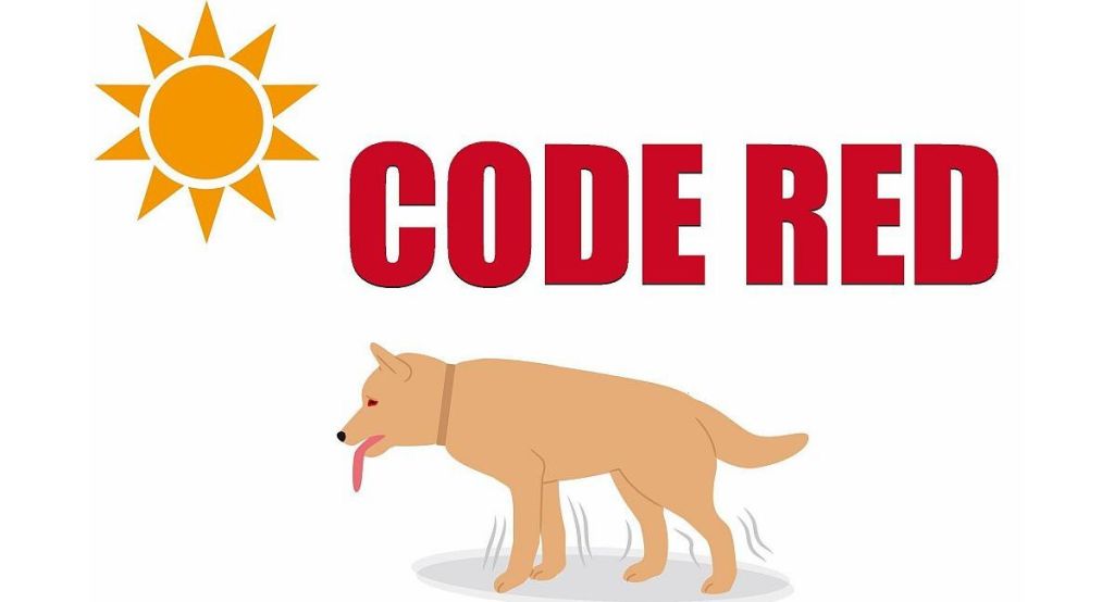 Animal Rescue League of Berks County issues Code Red for Reading pets