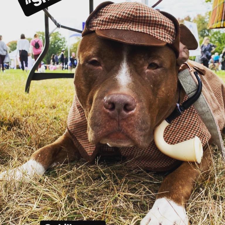 Sherlock Holmes in a Past Mutt Strut Costume Contest