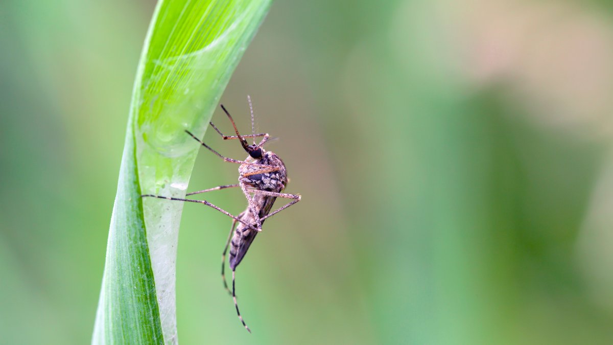 West Nile virus concerns prompt mosquito spraying at FDR Park – NBC10 Philadelphia
