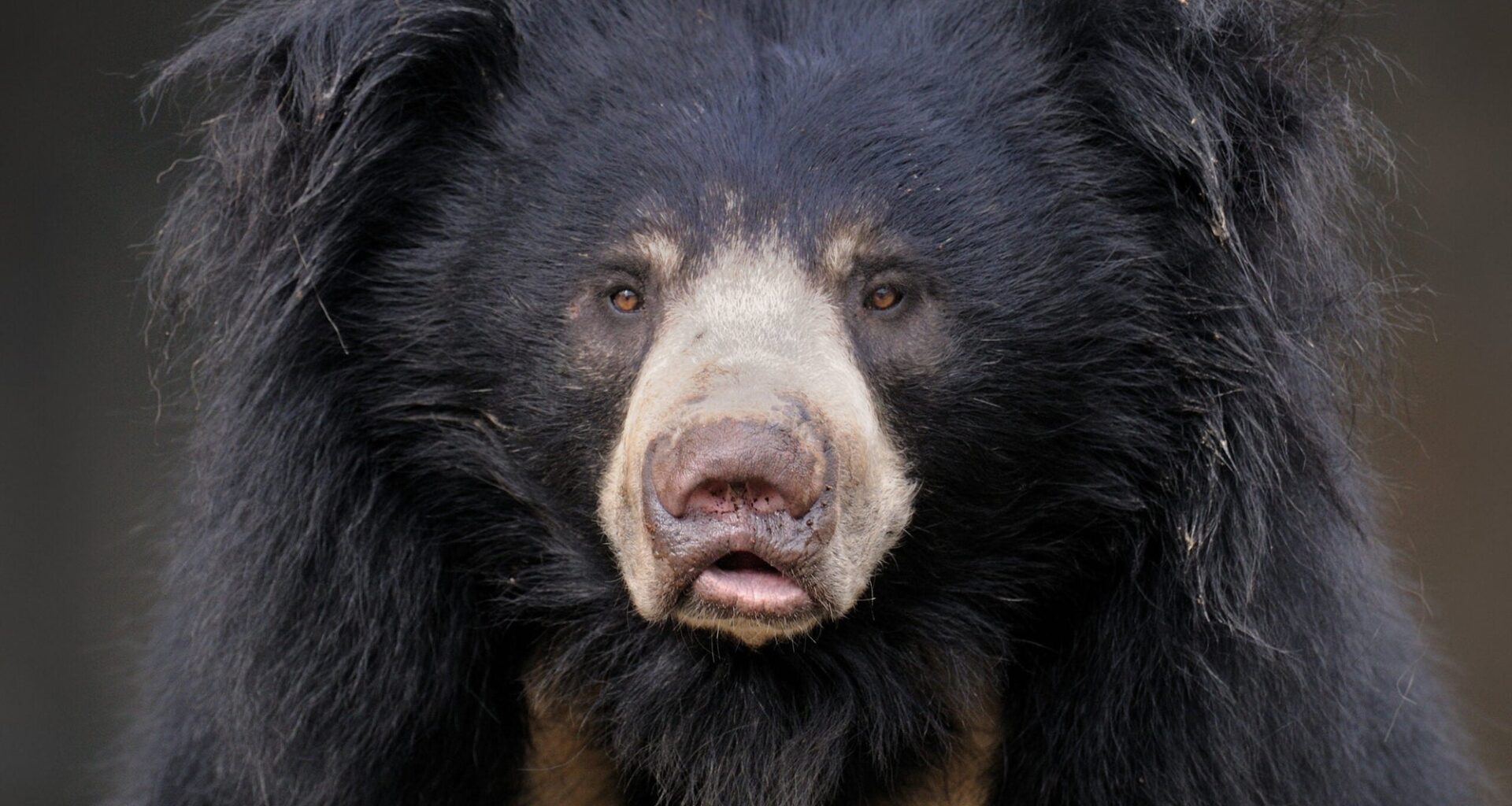 Philadelphia Zoo To Debut New $25M Bear Habitat