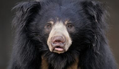 Philadelphia Zoo To Debut New $25M Bear Habitat