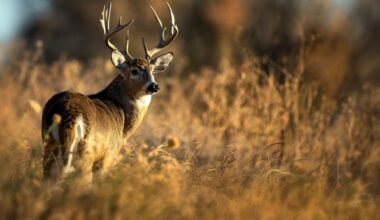 State Senate advances bill to lure former residents back for hunting season