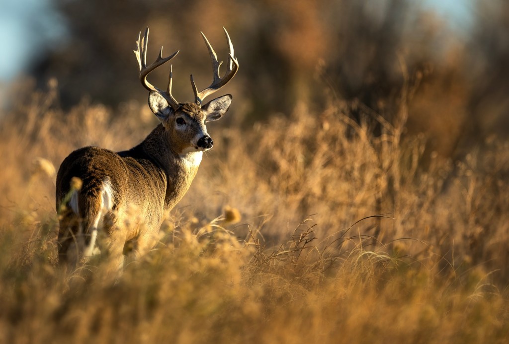 State Senate advances bill to lure former residents back for hunting season