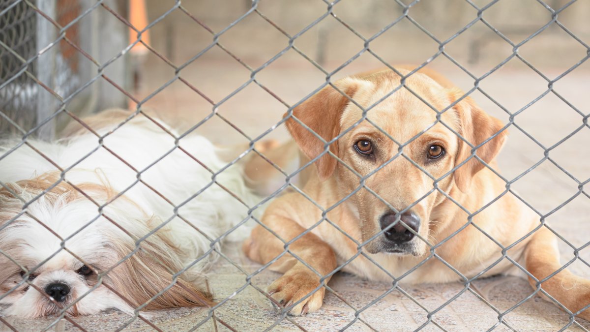 Pennsylvania SPCA waives dog adoption fees for four-day event – NBC10 Philadelphia