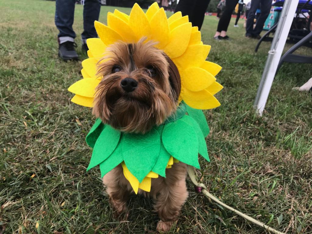 Flower Baby in a Past Mutt Strut Costume Contest