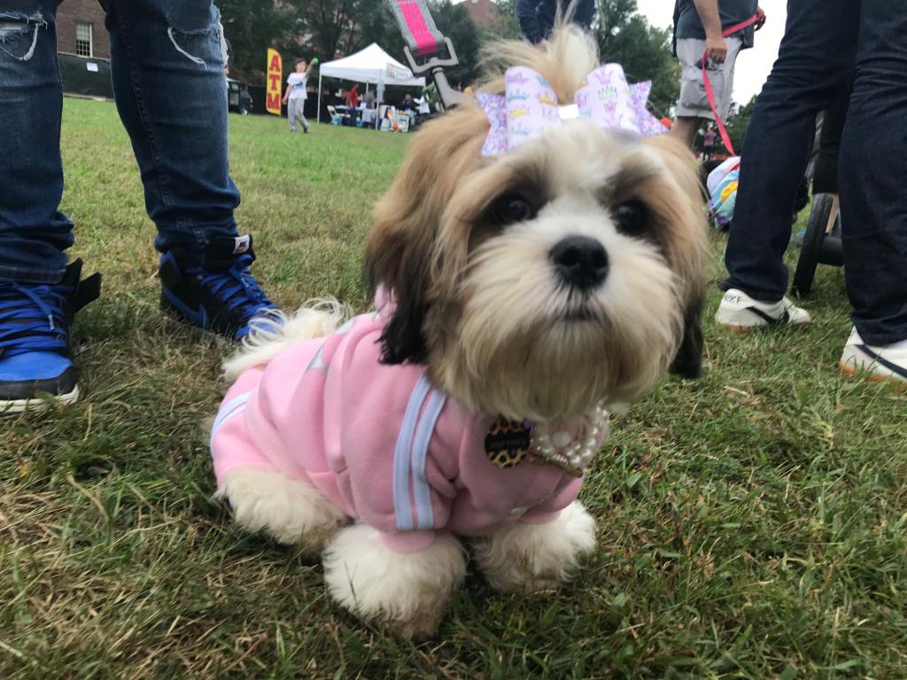 Pretty in a Past Mutt Strut Costume Contest