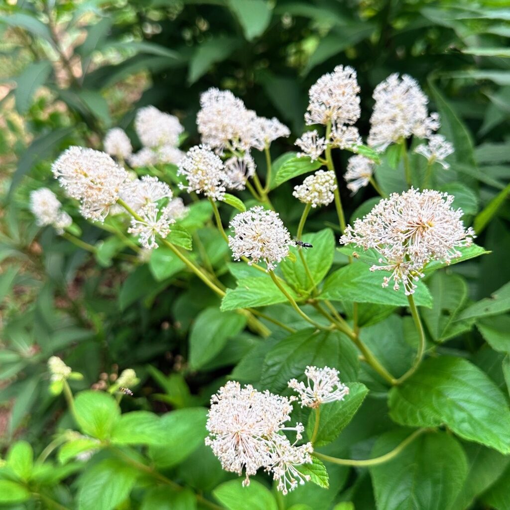 Pennsylvania’s most patriotic native plants – Pottsville Republican Herald
