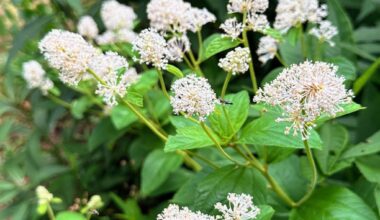 Pennsylvania’s most patriotic native plants – Pottsville Republican Herald