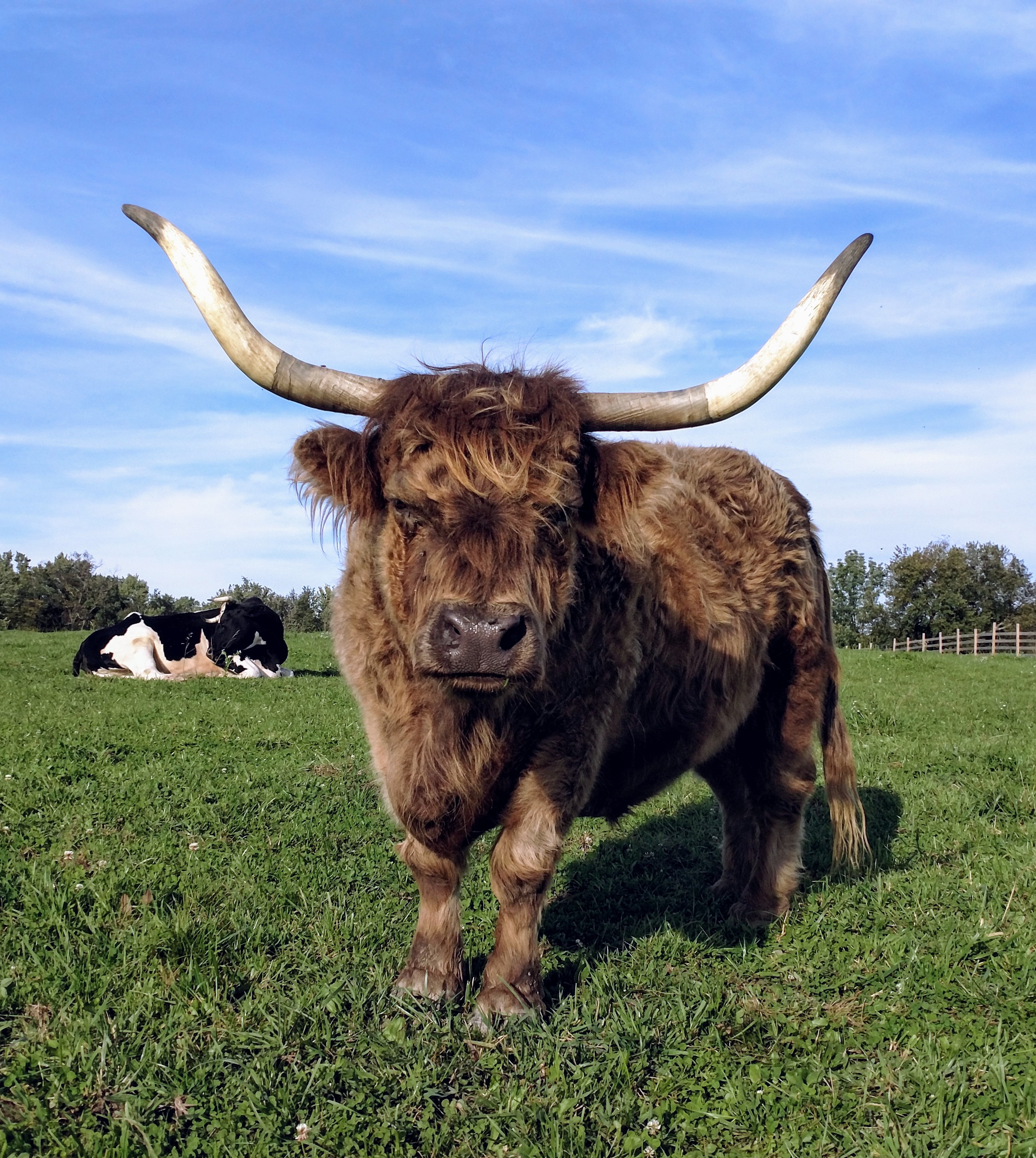 A cow, photographed at Indraloka Animal Sanctuary. The audience can...