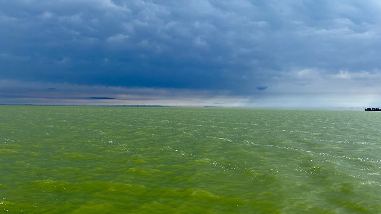 Photo of western Lake Erie with green, algae-filled waters with grey clouds overhead.