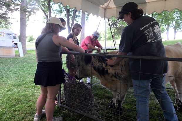Victoria Stroop from the Swartz Farm in Mohnton brushes a mini highland cow in the petting zoo. (BILL UHRICH/READING EAGLE)