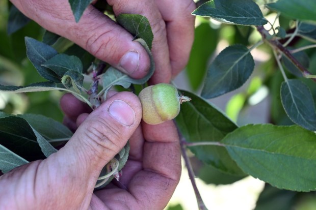 Steve Frecon shows an apple with a frost line. A late spring freeze devastated local orchards. (BILL UHRICH/READING EAGLE)
