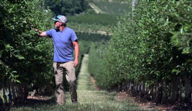 Late spring freeze devastates Berks County orchards – Reading Eagle
