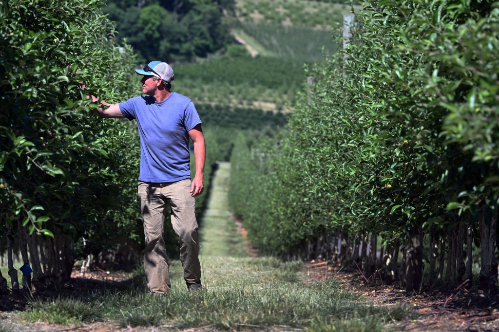 Late spring freeze devastates Berks County orchards – Reading Eagle