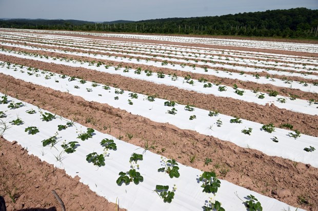 Extra rows of strawberries have been planted at Weaver's Orchard to help make up for the loss of the tree fruit crop. A late spring freeze devastated local orchards. (BILL UHRICH/READING EAGLE)