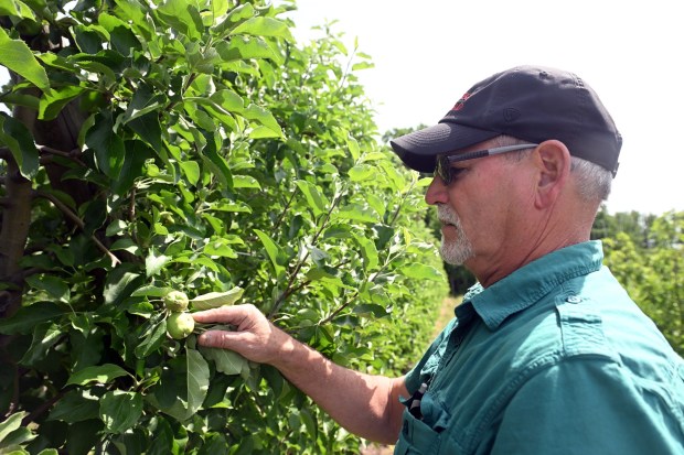 Ed Weaver, owner of Weaver's Orchard, examines apples whose growth has been stunted by a late spring freeze that devastated local orchards. (BILL UHRICH/READING EAGLE)