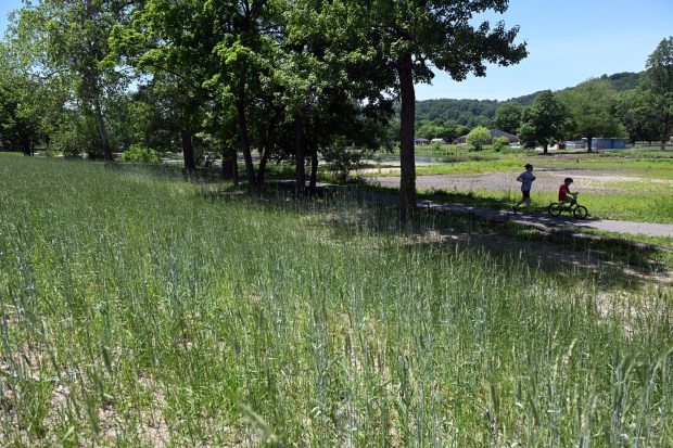 Warm-season grasses in the pollinator meadow is part of the rehabilitation of Crystal Lake at Carsonia Park. (BILL UHRICH/READING EAGLE)