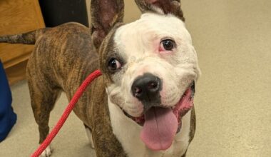 Berks libraries launch Pages for Pets summer reading program