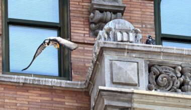 Peregrine falcons nest for the 20th season in downtown Reading – Reading Eagle