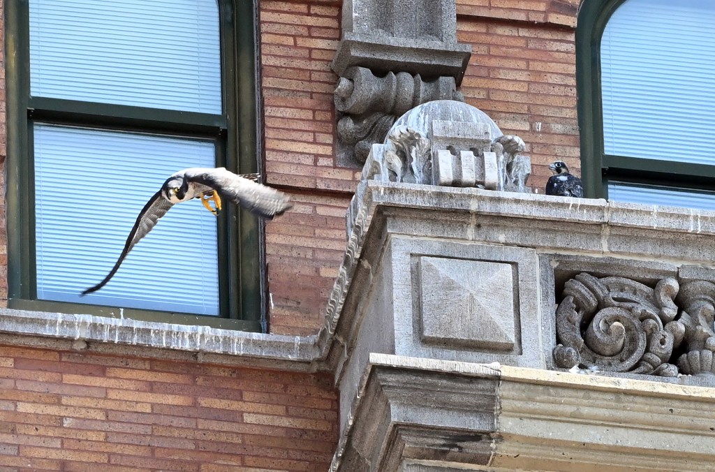 Peregrine falcons nest for the 20th season in downtown Reading – Reading Eagle