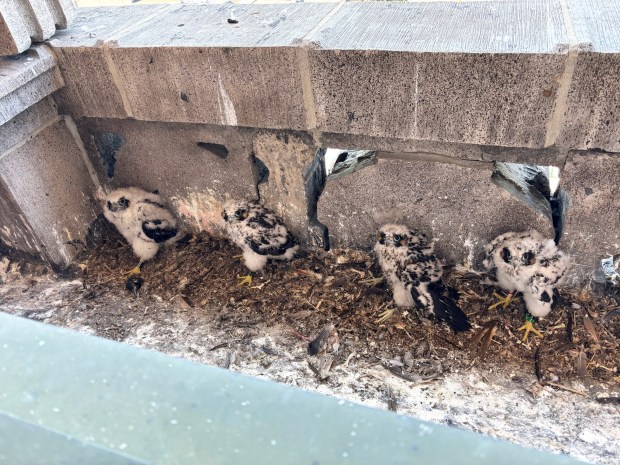Four peregrine falcon young sit at the nest site in downtown Reading on June 1 after banding. This is the 20th nesting season for peregrines in Reading. (Courtesy of Patricia Barber, Pennsylvania Game Commission)