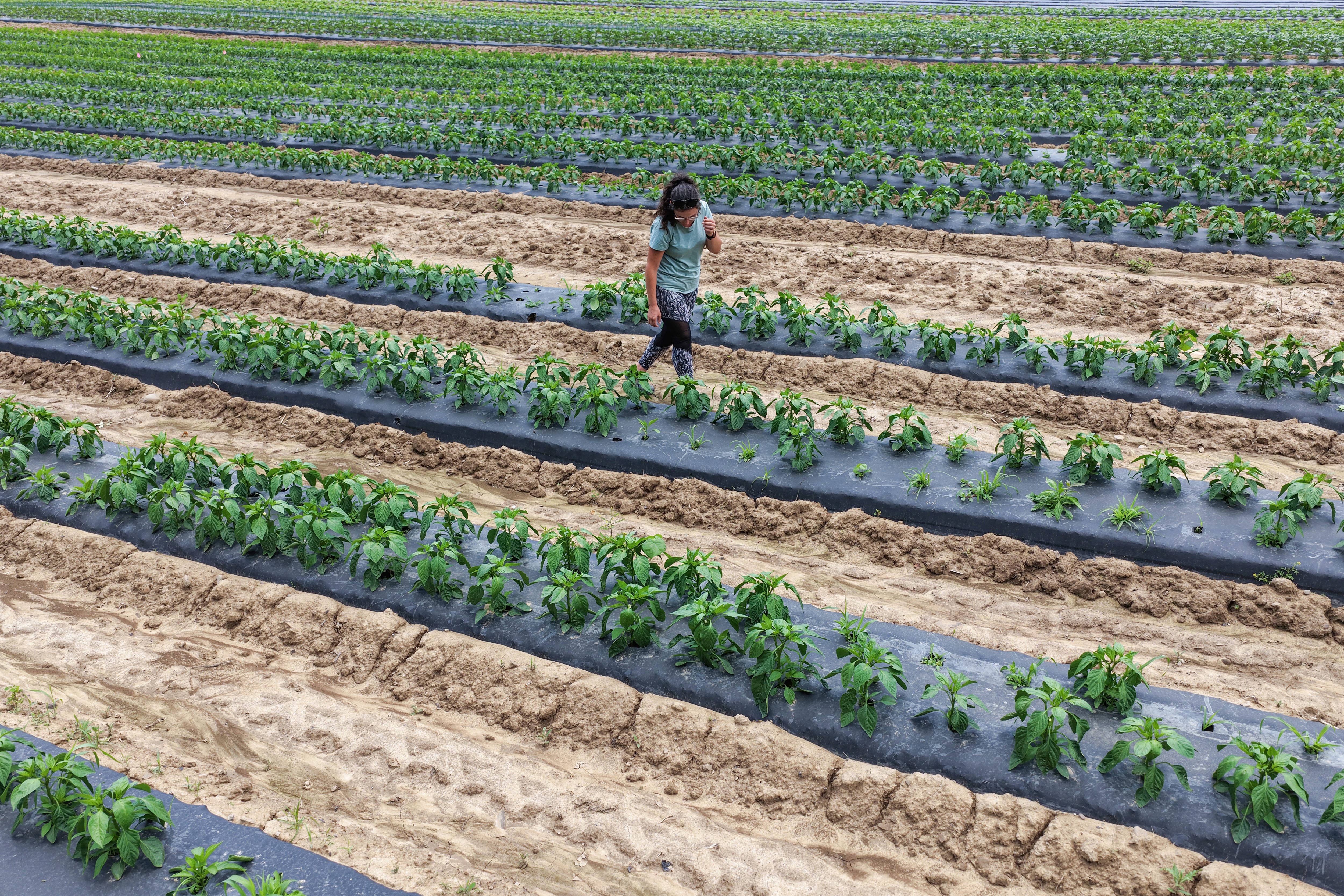 Farmer Jennifer Hopkins walks through pepper plants grown on land...