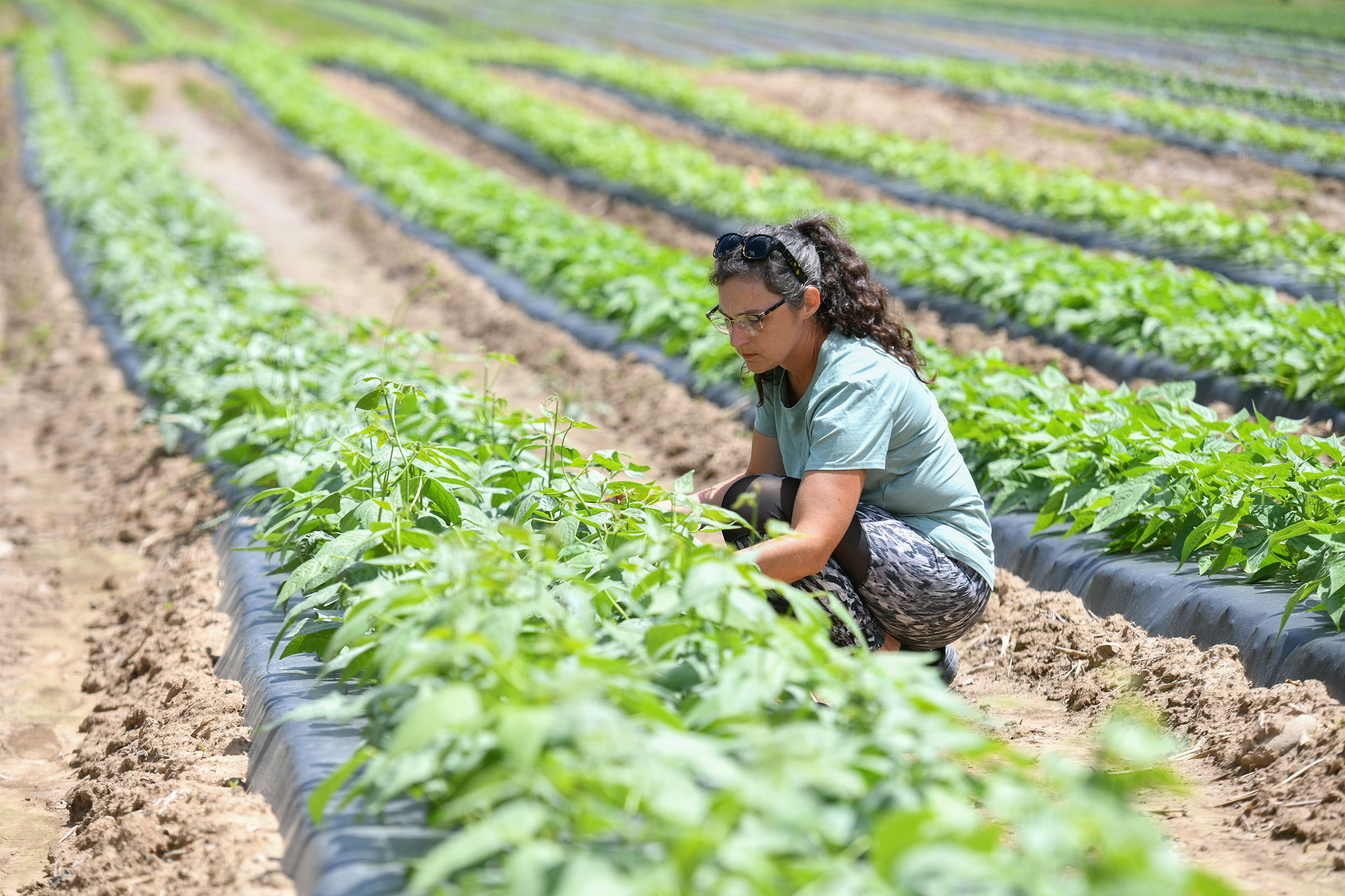 Farmer Jennifer Hopkins inspects the bean plants grown on land...