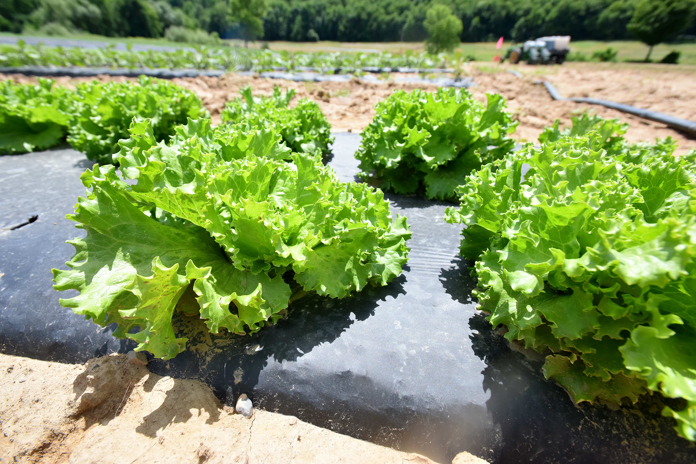 Green leaf lettuce grows on farmland in Exeter Twp. by...