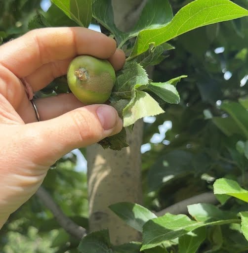 A frost ring is visible on some apples growing at...