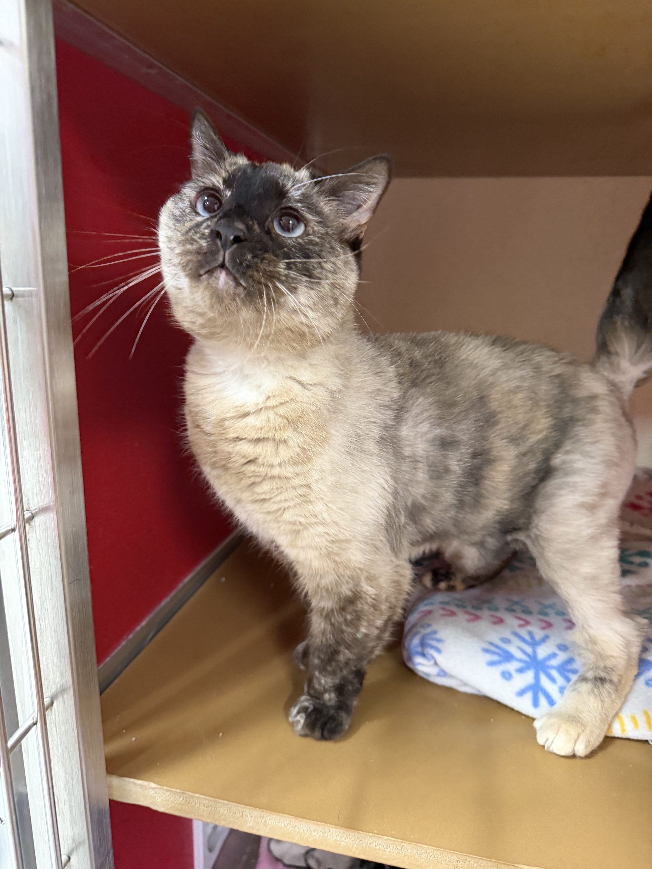 Mae, a 4-year-old female Siamese, is sweet and loving. (Courtesy...