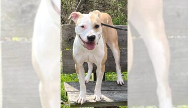 Pets of the Week, sponsored by Dr. PAWS, June 21, 2026