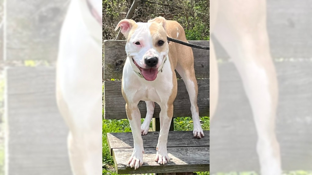 Pets of the Week, sponsored by Dr. PAWS, June 21, 2026