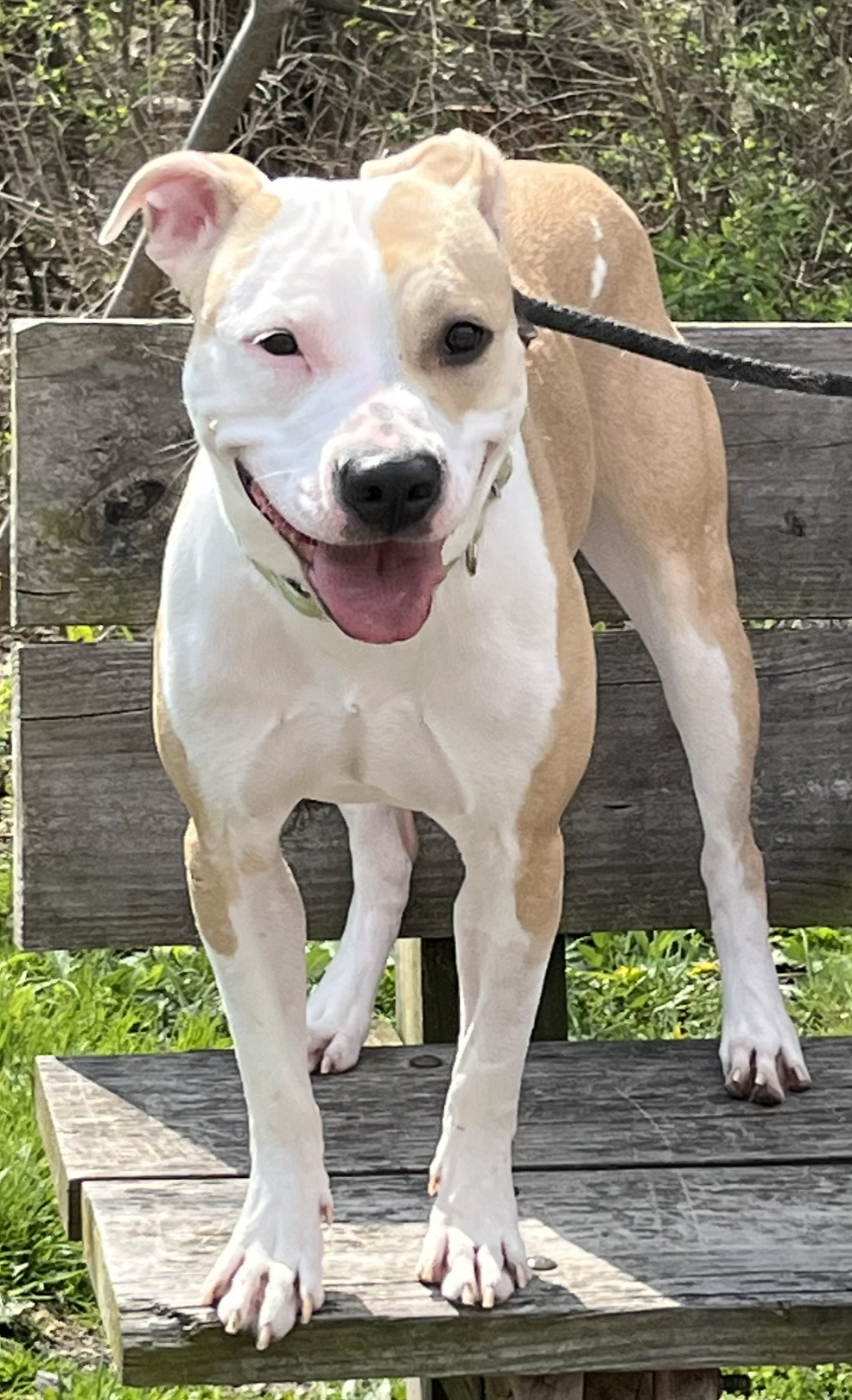 Harley is a 1-year-old female. She was never socialized, but...