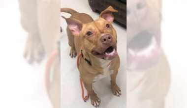 Pets of the Week, sponsored by Dr. PAWS, June 28, 2026