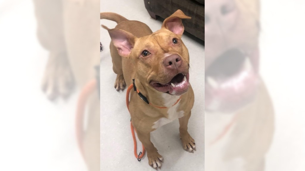 Pets of the Week, sponsored by Dr. PAWS, June 28, 2026