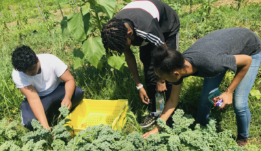 Sankofa farm connects African diaspora in Southwest Philly