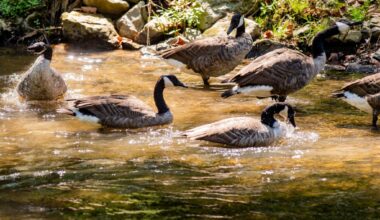 Dead geese found in Northampton County pond being tested for bird flu