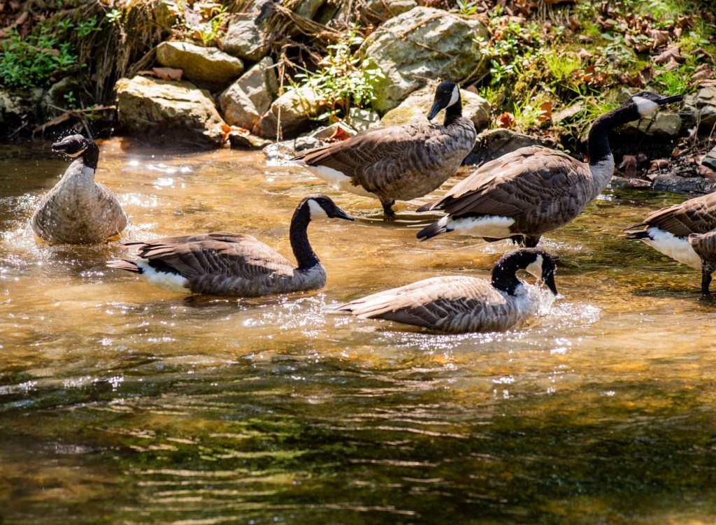 Dead geese found in Northampton County pond being tested for bird flu