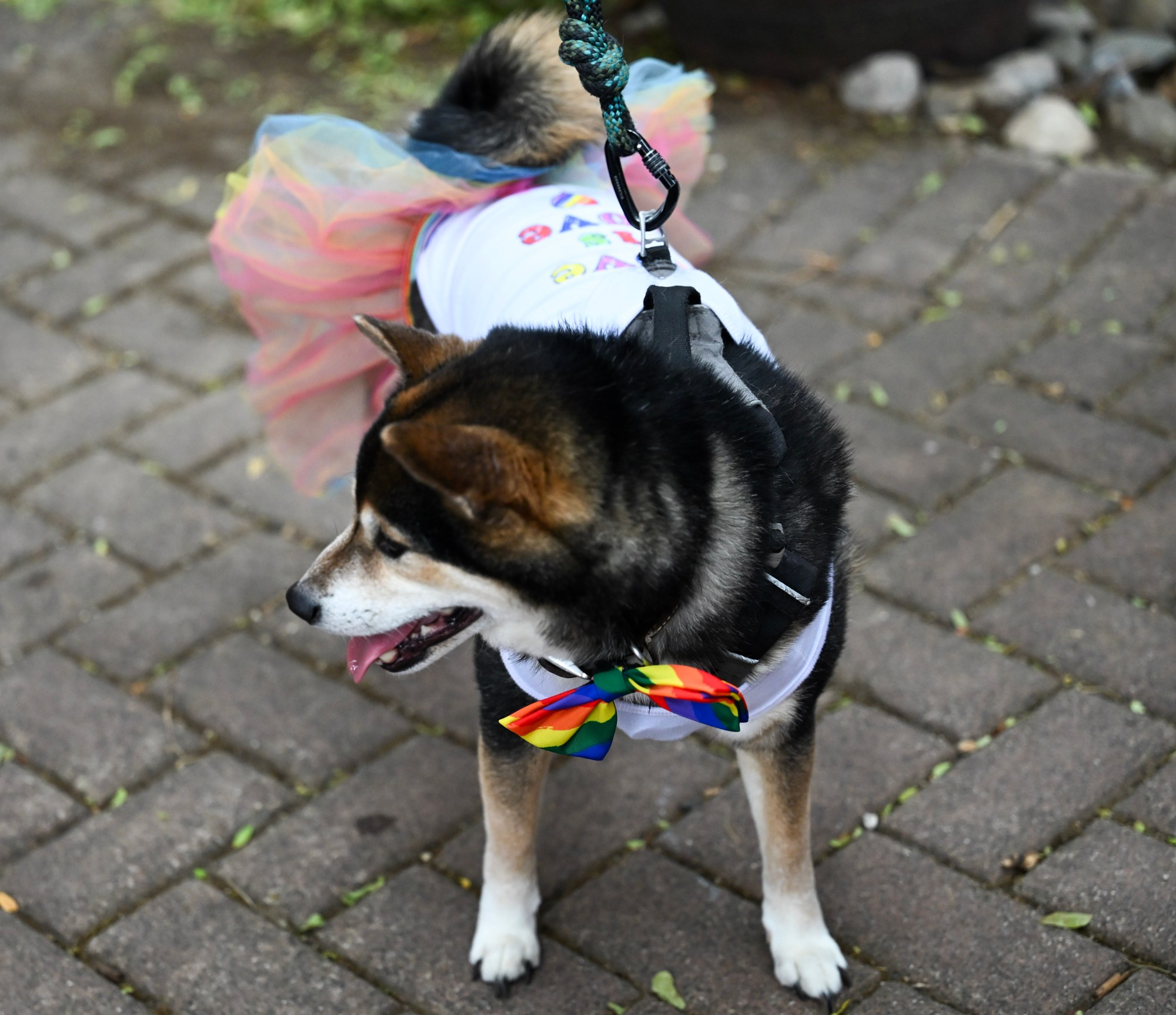 Freddie Mercury, a dog, wears pride colors Sunday, June 14, 2026, at the Pride Party Palooza in Bethlehem. (Avery Folmar/The Morning Call)