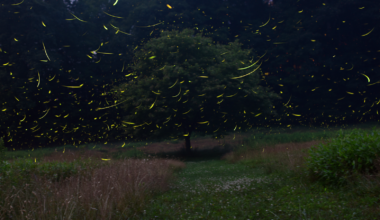 Firefly festival about 100 miles from Pittsburgh sells out every year