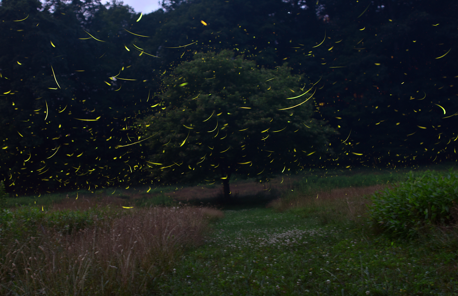 Firefly festival about 100 miles from Pittsburgh sells out every year