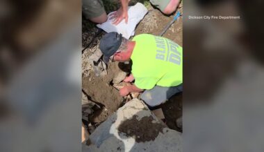 First responders rescue baby fawn in Dickson City