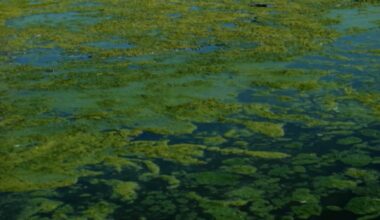 Algae bloom in Lake Erie