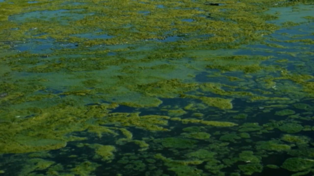 Algae bloom in Lake Erie