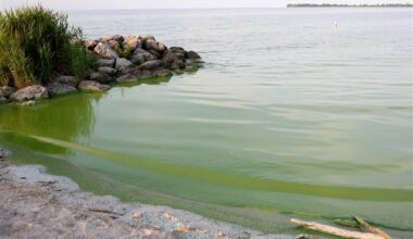 Moderately intensive algal bloom predicted for western Lake Erie starting in July