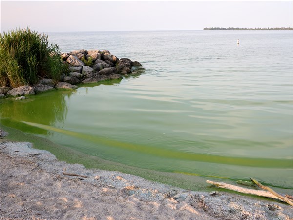 Moderately intensive algal bloom predicted for western Lake Erie starting in July