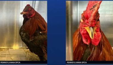 SPCA rescues over 50 birds from home after police break up bird fight