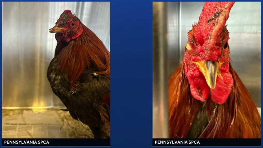 SPCA rescues over 50 birds from home after police break up bird fight