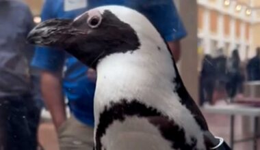 Pa. Capitol Zoo Day brings penguins, sloths and tortoises to Harrisburg